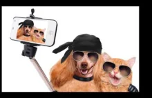 Śmieszne zwierzęta robią sobie zdjęcia selfie
