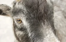 Dlaczego kozy mają dziwne, prostokątne źrenice?