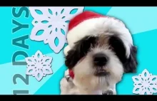 Zwierzęta śpiewają piosenkę "12 Days of Christmas". Wesołych Świąt! :)