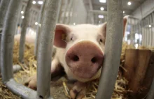 Skażone świnie z Barbadosu trafiły do Polski