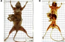 Przejrzeć ciało na wylot: odkryto sposób na przezroczyste myszy