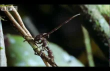 Przejmujący kontrolę nad insektami grzyb - BBC Wildlife