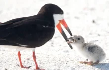 Biliony niedopałków na plażach. Wstrząsające zdjęcie obiegło świat