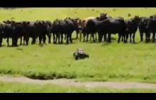 Jak zapędzić krowy do zagrody świetnie się przy tym bawiąc