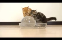 koty vs. kula lodowa
