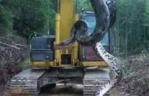 W Brazylii złapano jednego z największych węży świata