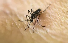 Genetycznie zmodyfikowane komary mają pomóc w walce z wirusem Zika