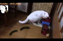 Koty boją się ogórków