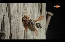 Zadziwiający świat pszczół i trzmieli