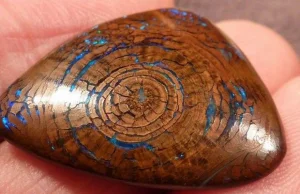 Opal w skamieniałym kawałku drewna