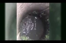 Udana akcja ratunkowa psa tonącego w studni