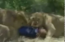 Lwy zjadają człowieka