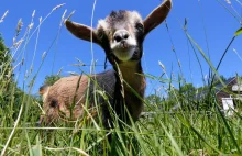 Add it to the Bucket List: Do Yoga Alongside Baby Goats in Oregon