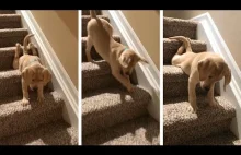 Mały labrador boi się schodów
