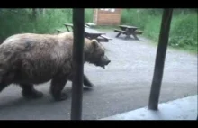 Gdzie niedźwiedzie chodzą po ulicach...