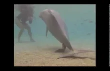 Narodziny delfina.