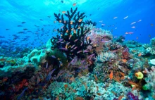 W ZEA powstanie rafa koralowa o wielkości 300 tys. m²