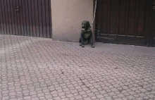 Animal Patrol wezwany do psa na krótkim łańcuchu, który okazał się......