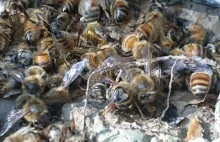 Do wytrucia 2,5 miliona pszczół pod Rzeszowem przyczynił się człowiek.