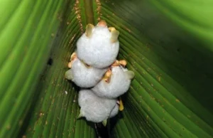 Białe nietoperze (Ectophylla alba)