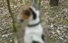 Przerażające znalezisko. Ktoś w lesie powiesił psa. Pomóż znaleźć oprawcę!