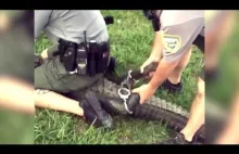 Alligator Arrested And Handcuffed For Breaking And Entering