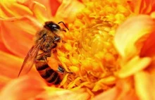 Zagadka znikających pszczół. Winien jest pasożyt