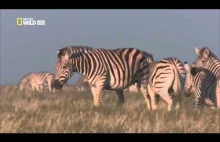 zebra stallion Kill non of his offspring