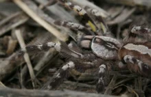 Oława: Groźny pająk na wolności