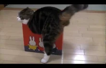 Kot kochający pudełka