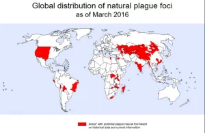 Madagaskar zmaga się z epidemią dżumy.