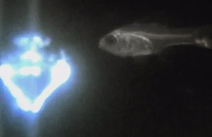 Bioluminescencyjny mechanizm obronny, czyli rybie fajerwerki [film + tekst eng]