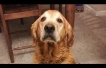 Dogs Doesn't Like Singing Compilation