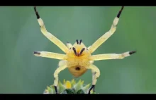 Epicadus heterogaster - bardzo ładny pająk, który udaje kwiat.