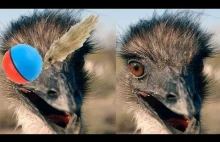 Emu i rozbrykana łasica z piłką