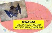 Wścieklizna w Bydgoszczy! Wyznaczono ścisłą strefę obszaru zagrożonego