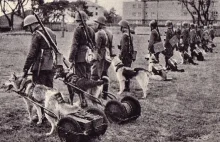 Polskie psy na wojnie z Hitlerem (foto i film)