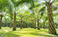 Olej palmowy w oleju palmowym.