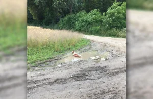 Szukają kierowcy, który wyrzucił psa z auta. Nie mógł się ruszyć, leżał w kałuży