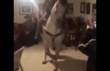 Tańczący koń na imprezie urodzinowej. Meksyk.
