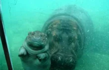 Mały hipopotam "uczy się" pływać.