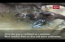Nauka pływania małej wydry