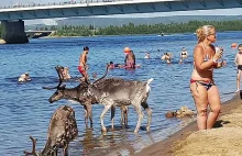 Z powodu 32 stopniowych upałów w Rovaniemi, na plażę wyszły renifery.