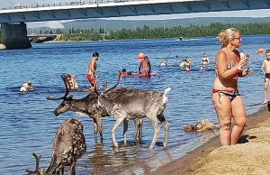 Z powodu 32 stopniowych upałów w Rovaniemi, na plażę wyszły renifery.