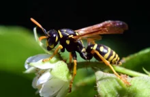 Osy, pszczoły, szerszenie. Użądlenia mogą zagrażać życiu – ostrzega GIS
