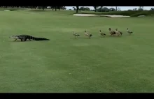 Stado dzikich kaczek gonią aligatora