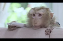 Mała urocza małpka, odwzajemnia się za uratowanie jej życia...