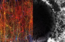 The Human Brain Can Create Structures in Up to 11 Dimensions