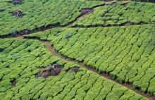Indie, Munnar: Plantacje herbaty.
