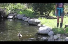 Gromadka kaczek i ich pierwsza kąpiel